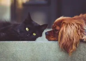 cout assurance animaux